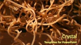  Presentation with sand ocean - Audience pleasing PPT theme consisting of seaweed kelp on the beach backdrop and a tawny brown colored foreground