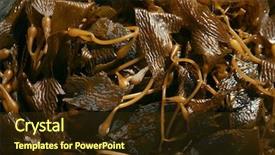  Presentation with sand ocean - PPT theme enhanced with seaweed kelp on the beach background and a tawny brown colored foreground
