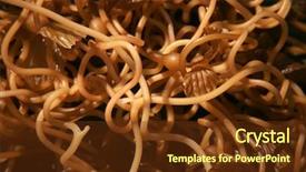  Presentation with seaweed - Amazing slide set having seaweed kelp on the beach backdrop and a tawny brown colored foreground