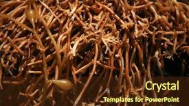  Presentation with sand ocean - Presentation design consisting of seaweed kelp on the beach background and a tawny brown colored foreground