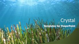  Presentation with green-seaweed - Slides featuring seaweed-sea-grass-underwater-green background and a teal colored foreground