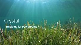  Presentation with seaweed - Cool new PPT theme with seaweed sea grass backdrop and a ocean colored foreground
