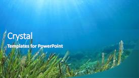  Presentation with seaweed - Amazing presentation theme having seaweed sea grass backdrop and a teal colored foreground
