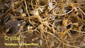  Presentation with seaweed - Beautiful PPT theme featuring seaweed-seaweed-laying backdrop and a tawny brown colored foreground