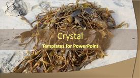  Presentation with huntington - Slide set with seaweed-seaweed-laying background and a tawny brown colored foreground