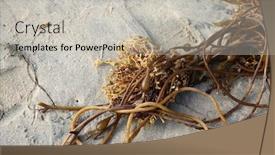  Presentation with seaweed - Colorful presentation design enhanced with seaweed-seaweed-laying backdrop and a light gray colored foreground