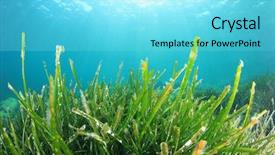  Presentation with seaweed - Beautiful slide set featuring seaweed underwater backdrop and a arctic colored foreground