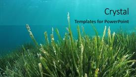  Presentation with seaweed - Presentation featuring seaweed underwater background and a teal colored foreground