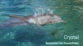  Presentation with dolphin - PPT theme consisting of seaworld - bottle-nosed dolphin in the red background and a ocean colored foreground