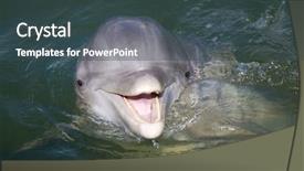  Presentation with dolphin - Cool new presentation theme with seaworld - bottlenose dolphin in the atlantic backdrop and a ocean colored foreground