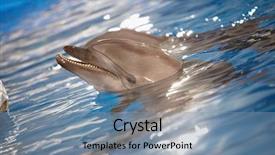  Presentation with dolphin - Audience pleasing slide deck consisting of seaworld - close-up of dolphin head backdrop and a seafoam green colored foreground