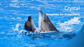  Presentation with dancing - Beautiful slides featuring seaworld - couple of dolphins dancing backdrop and a teal colored foreground