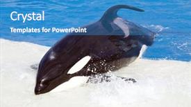  Presentation with killer whale - Amazing slides having seaworld - killer whale in blue water backdrop and a teal colored foreground