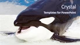  Presentation with killer whale - PPT theme enhanced with seaworld - killer whale jumping from water background and a ocean colored foreground