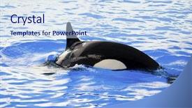  Presentation with killer whale - PPT theme consisting of seaworld - picture of a killer whale background and a sky blue colored foreground