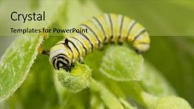  Presentation with bud - Amazing slides having second instar monarch butterfly caterpillar backdrop and a yellow colored foreground