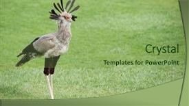  Presentation with bird flu - Audience pleasing presentation theme consisting of secretary bird - sagittarius serpentarius backdrop and a seafoam green colored foreground