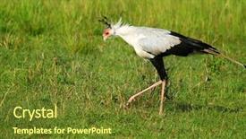  Presentation with secretary - PPT theme consisting of secretary bird - secretarybird searching for food africa background and a  colored foreground