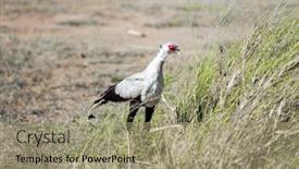  Presentation with secretary - Slide deck consisting of secretary-bird-is-an-african background and a mint green colored foreground