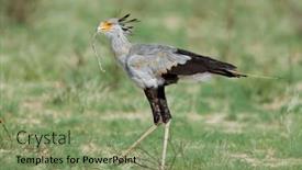  Presentation with bird hunting - Slides enhanced with secretary-bird-sagittarius-serpentarius-hunting background and a seafoam green colored foreground