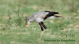  Presentation with bird hunting - Presentation theme with secretary-bird-sagittarius-serpentarius-hunting background and a seafoam green colored foreground