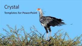  Presentation with kalahari - PPT layouts enhanced with secretary bird sagittarius serpentarius perched background and a light blue colored foreground