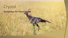  Presentation with secretary - PPT theme consisting of secretary-bird-sagittarius-serpentarius-walking background and a lemonade colored foreground