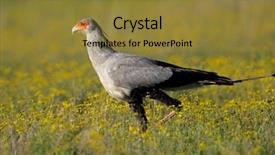  Presentation with secretary - Slide deck featuring secretary bird sagittarius serpentarius walking background and a gold colored foreground