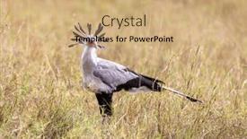  Presentation with secretary - Presentation design consisting of secretary-bird-sagittarius-serpentarius-walking background and a coral colored foreground