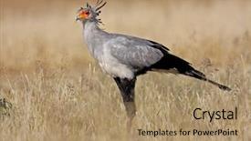  Presentation with secretary - Slide deck consisting of secretary bird sagittarius serpentarius walking background and a  colored foreground
