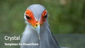  Presentation with secretary - Presentation theme enhanced with secretary bird sagittarius serpentarius wildlife background and a gray colored foreground