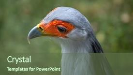  Presentation with secretary - Beautiful slides featuring secretary bird sagittarius serpentarius wildlife backdrop and a tawny brown colored foreground