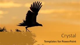  Presentation with south africa - Slides consisting of secretary-bird-sagittarius-serpentarius background and a gold colored foreground