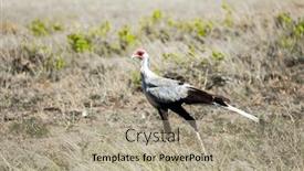  Presentation with secretary - PPT layouts having secretary-bird-seeks-food background and a mint green colored foreground