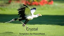  Presentation with secretary - Audience pleasing PPT theme consisting of secretary bird backdrop and a yellow colored foreground