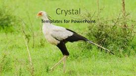  Presentation with national - PPT theme enhanced with secretarybird-sagittarius-serpentarius-in-serengeti background and a yellow colored foreground