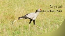  Presentation with national - Presentation design having secretarybird-sagittarius-serpentarius-in-tarangire background and a yellow colored foreground