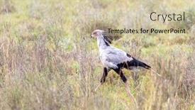  Presentation with walking - Presentation design consisting of secretarybird-sagittarius-serpentarius-walking-through background and a soft green colored foreground