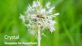  Presentation with soybean seed soy field seeding - Slide deck having sect - seed of the dandelion outdoor background and a  colored foreground