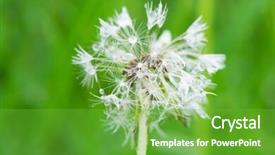  Presentation with seed - Colorful PPT theme enhanced with sect - seed of the dandelion outdoor backdrop and a  colored foreground