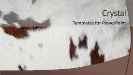  Presentation with leather shoes - Beautiful slide set featuring purses and shoes to gun backdrop and a light gray colored foreground