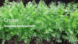  Presentation with soil recovery - Beautiful PPT layouts featuring sector economy - green fennel grows on soil backdrop and a shamrock green colored foreground