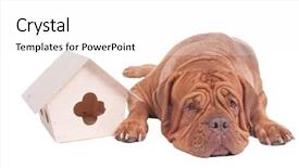  Presentation with dog house - Audience pleasing presentation consisting of security guard sales - tired dog is lying next backdrop and a  colored foreground