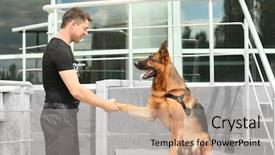  Presentation with building security - Colorful presentation theme enhanced with security guard with dog near backdrop and a light gray colored foreground