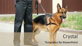  Presentation with police dog - PPT theme enhanced with security guard with dog outdoors background and a coral colored foreground