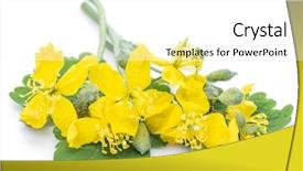  Presentation with white flower frame - Audience pleasing theme consisting of sedation - greater celandine flower swallowwort isolated backdrop and a white colored foreground