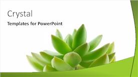  Presentation with glow - Slide deck consisting of sedum-adolphii-golden-sedum-golden background and a white colored foreground