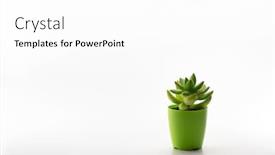  Presentation with golden - Presentation design consisting of sedum-adolphii-golden-sedum-golden background and a white colored foreground