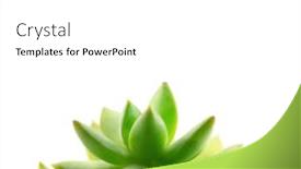  Presentation with golden - Slide set consisting of sedum-adolphii-golden-sedum-golden background and a white colored foreground