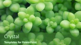  Presentation with succulent - Amazing PPT theme having sedum-morganianum-burros-tail-donky backdrop and a forest green colored foreground